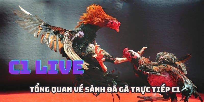 Đá gà trực tiếp C1 là sân chơi có chất lượng cao cấp